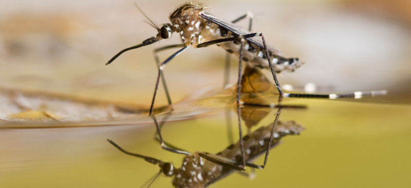 With the Threat of Zika and Warmer Weather in North Carolina, Mosquito Control is a Must
