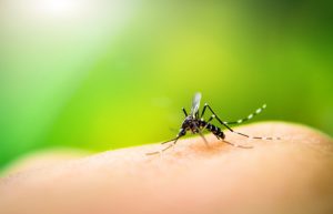 Outdoor pest control can help eliminate your mosquito problem