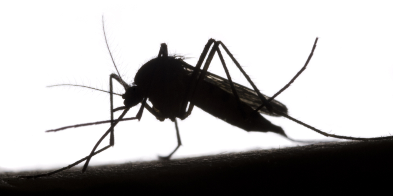 Professional mosquito control for the home or business