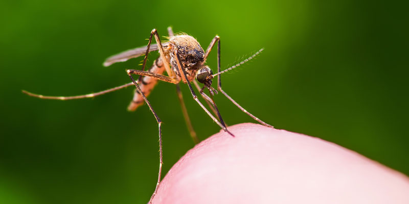 Mosquito Control: What You Can Do to Prevent the Itch 