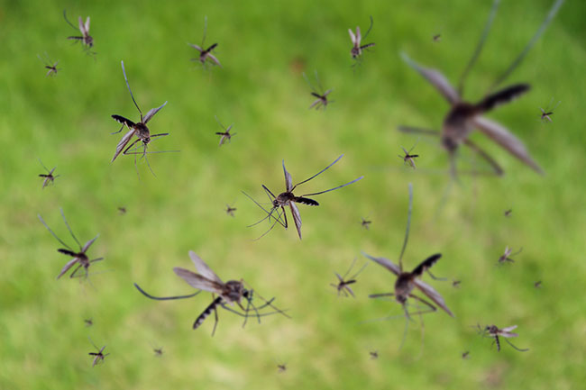 Why Mosquito Removal is Important