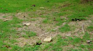 Causes of Common Turf Problems Like Dead Spots